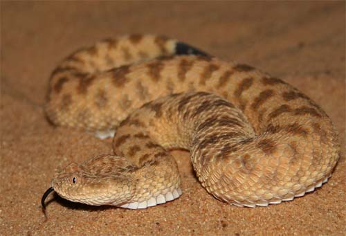 Read more about the article עכן קטן – (Cerastes vipera)